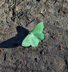 Geometra papilionaria