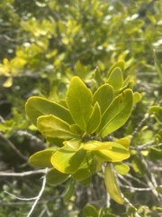 Melicytus orarius
