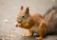 Sciurus vulgaris