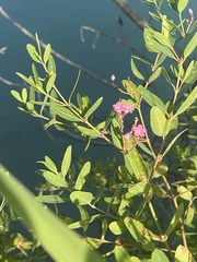 Apocynum venetum