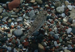 Torquigener flavimaculosus