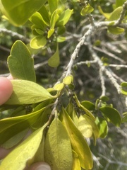 Melicytus orarius