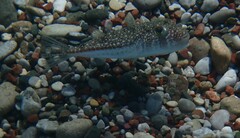 Torquigener flavimaculosus