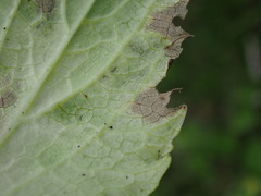 Peronospora corollae