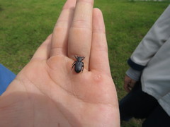 Clinterocera scabrosa