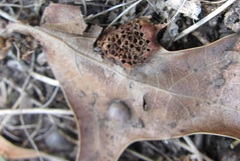 Callirhytis favosa