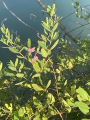Apocynum venetum