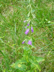 Peronospora corollae