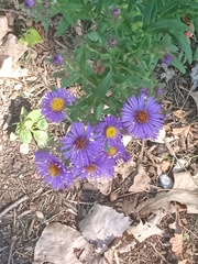 Symphyotrichum novae-angliae