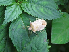 Pentatoma semiannulata