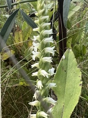 Spiranthes