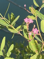 Apocynum venetum