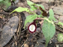 Aristolochia