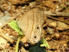 Cissia themis