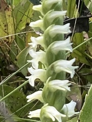 Spiranthes