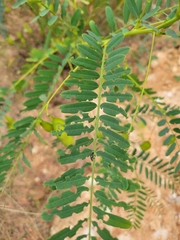 Sesbania vesicaria