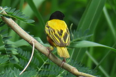 Ploceus jacksoni