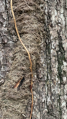 Toxicodendron radicans