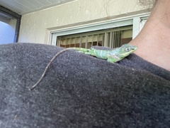 Anolis equestris