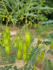 Sesbania vesicaria