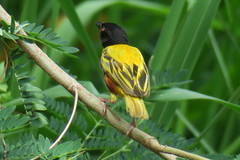 Ploceus jacksoni