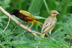 Ploceus jacksoni