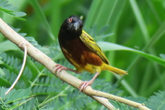 Ploceus jacksoni