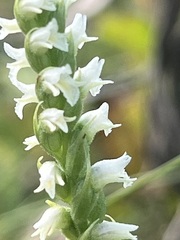 Spiranthes