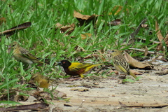 Ploceus jacksoni
