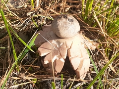 Geastrum rufescens