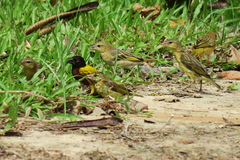 Ploceus jacksoni