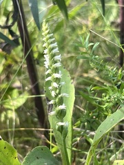 Spiranthes
