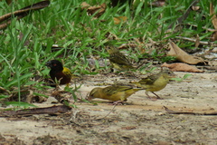 Ploceus jacksoni