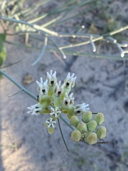 Asclepias subulata