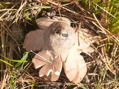 Geastrum rufescens