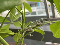 Anolis equestris