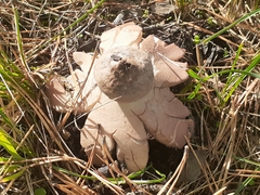 Geastrum rufescens