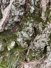Lecanora thysanophora