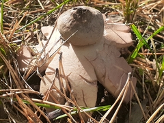 Geastrum rufescens