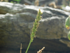 Plantago major