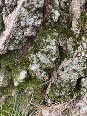 Lecanora thysanophora