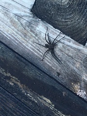 Dolomedes