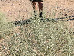 Dicoria canescens