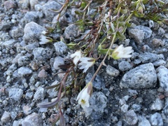 Dichodon cerastoides