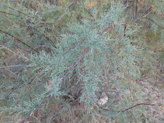 Tamarix