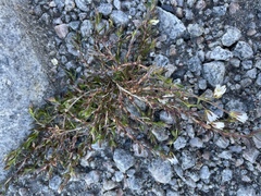 Dichodon cerastoides