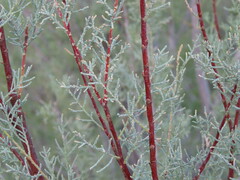 Tamarix