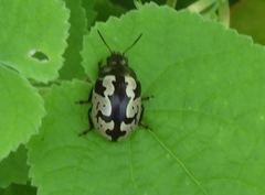 Calligrapha ancoralis