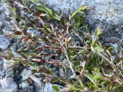 Dichodon cerastoides