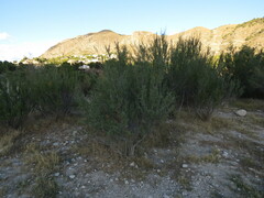 Tamarix